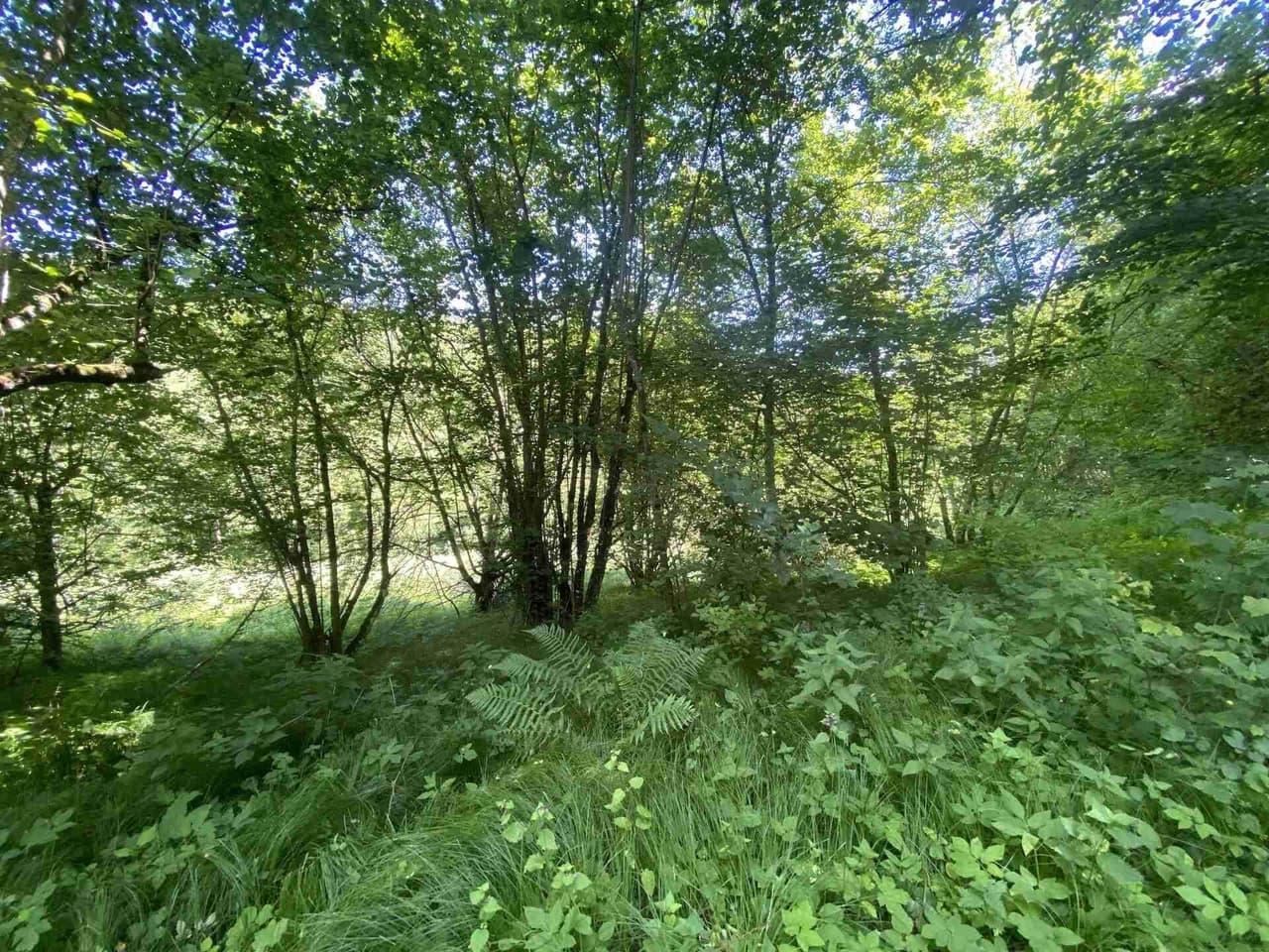 Prodej nemovitosti 3924 m²